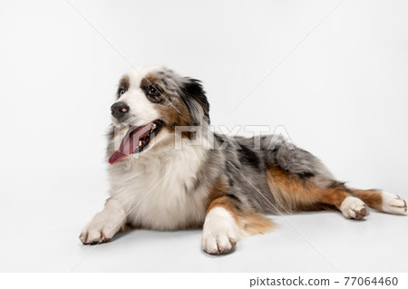 Portrait of Australian Shepherd dog posing isolated over white background. Portrait of Australian Shepherd dog posing isolated over white background. 77064460