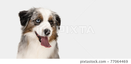 Close-up of Australian Shepherd dog posing isolated over white background. 77064469