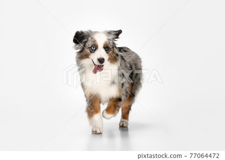 Cute happy Australian Shepherd dog running isolated over white background. Cute happy Australian Shepherd dog running isolated over white background. 77064472