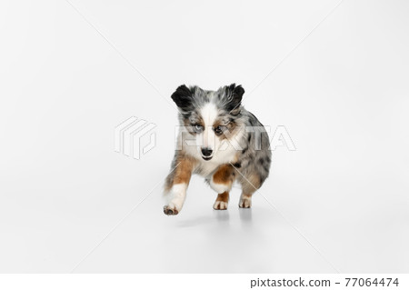 Cute happy Australian Shepherd dog running isolated over white background. Cute happy Australian Shepherd dog running isolated over white background. 77064474