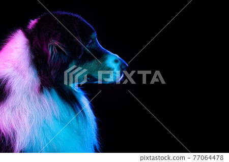Portrait of Australian Shepherd dog isolated over gradient background in neon. 77064478