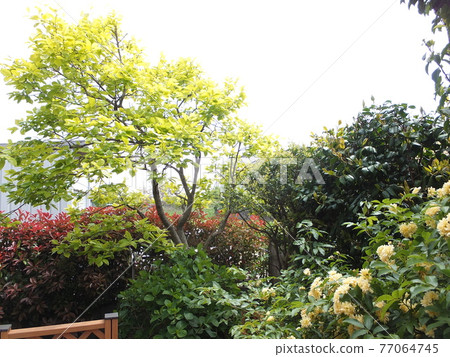 Persimmon tree with beautiful fresh green (Fuyu persimmon) Persimmon tree with beautiful fresh green (Fuyu persimmon) 77064745