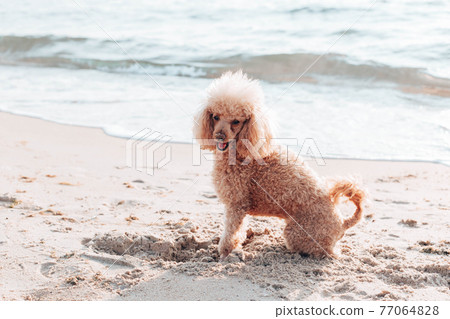 Red haired poodle dog sits and looks into the camera on the beach near the sea on a sunny day 77064828