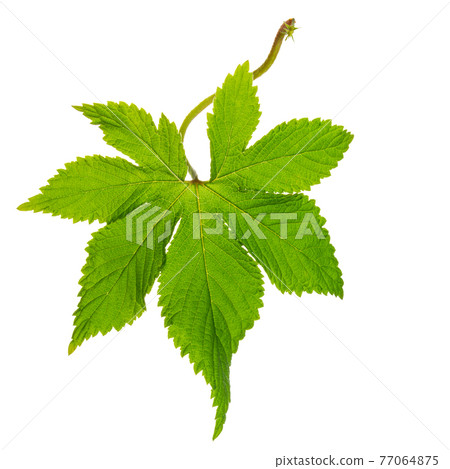 young green leaf isolated on white background, close up young green leaf isolated on white background, close up 77064875