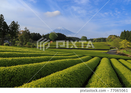 茶園和富士山 77065061
