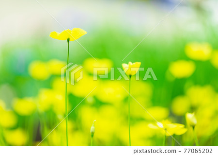 花卉背景材料加州罌粟 花卉背景材料加州罌粟 77065202