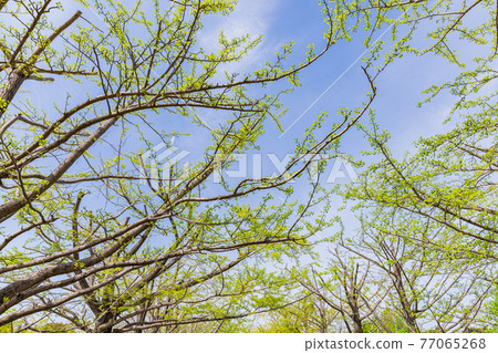 Young leaf grove 77065268