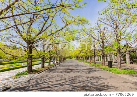 Showa Kinen Park in Spring, Tokyo Showa Kinen Park in Spring, Tokyo 77065269