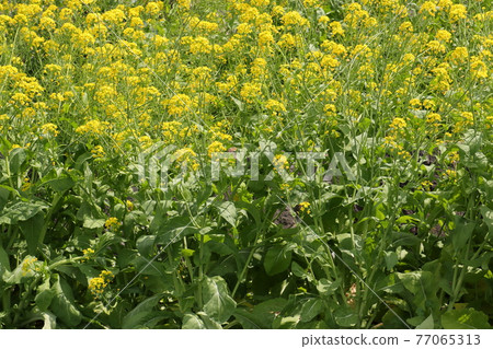 春花油菜花 77065313