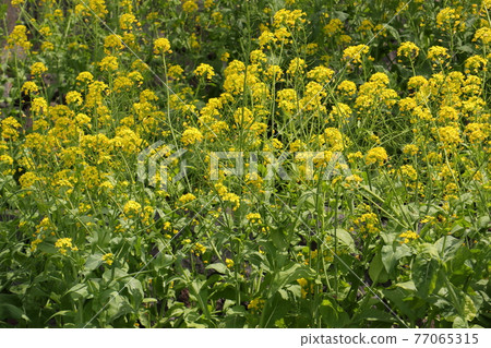 Spring flowers rape blossoms Spring flowers rape blossoms 77065315