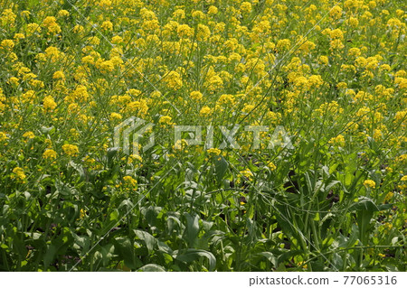 Spring flowers rape blossoms Spring flowers rape blossoms 77065316