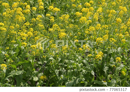春花油菜花 春花油菜花 77065317