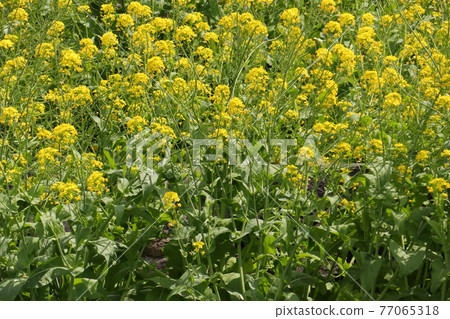 Spring flowers rape blossoms Spring flowers rape blossoms 77065318