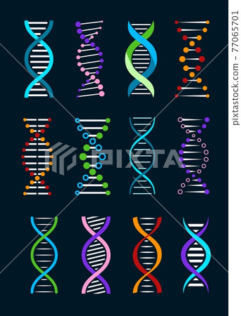DNA helix isolated icons, genetics, biotechnology DNA helix isolated icons, genetics, biotechnology 77065701