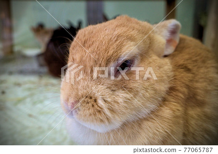 Rabbit  77065787