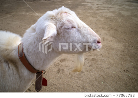 Goat Goat 77065788