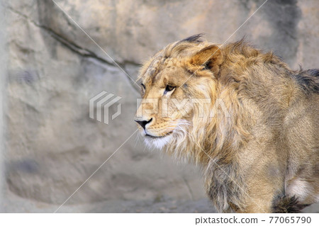 獅子 獅子 77065790