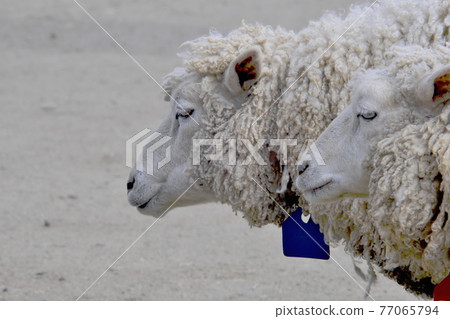 Sheep 77065794