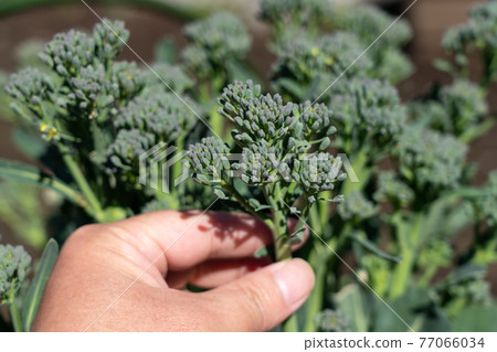 Cultivation and harvesting of stalk broccoli Stick Senor Men's hands (March) Home garden 77066034