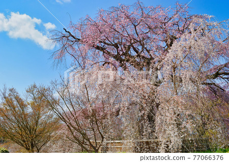 京都丸山公園祗園垂枝櫻花 京都丸山公園祗園垂枝櫻花 77066376