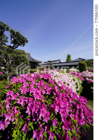 Spring of old temples where azaleas bloom Spring of old temples where azaleas bloom 77066380