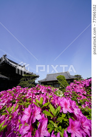杜鵑花盛開的古廟之春 杜鵑花盛開的古廟之春 77066382