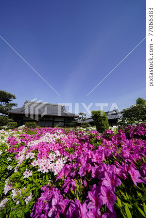 杜鵑花盛開的古廟之春 杜鵑花盛開的古廟之春 77066383