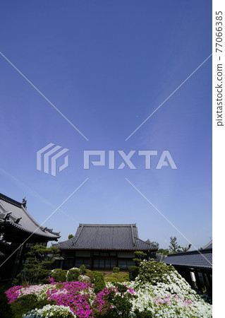 杜鵑花盛開的古廟之春 杜鵑花盛開的古廟之春 77066385