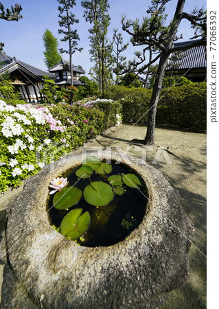 杜鵑花盛開的古廟之春 杜鵑花盛開的古廟之春 77066392