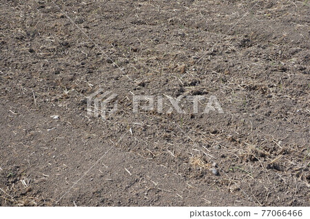 Agricultural image cultivation 77066466