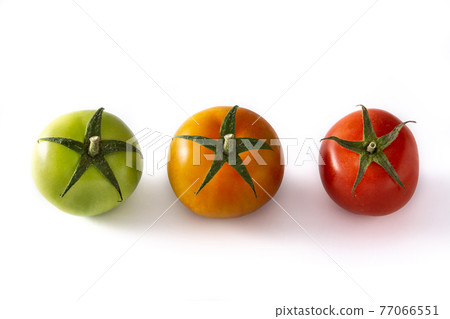 Different color tomatoes isolated on white background Different color tomatoes isolated on white background 77066551