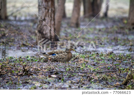 Brown duck walks through marshland in early spring Brown duck walks through marshland in early spring 77066623