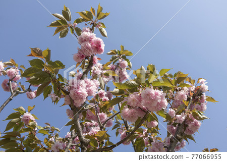 Blue sky and double cherry trees Blue sky and double cherry trees 77066955