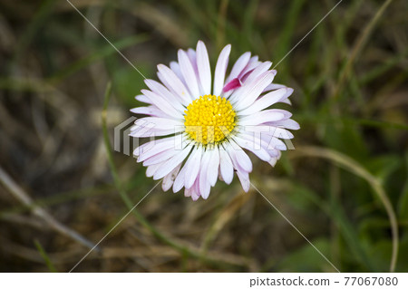 daisy flower on meadow 77067080