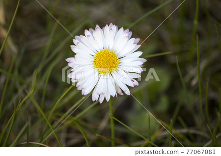 daisy flower on meadow 77067081