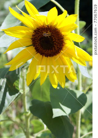 Honey Bee On Sunflower Honey Bee On Sunflower 77067619