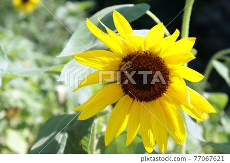 Honey Bee On Sunflower Honey Bee On Sunflower 77067621