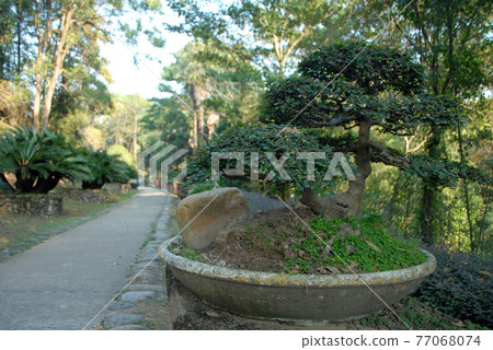 Wuyishan mountains in Fujian Province, China. The gardens in the grounds of Wuyi Temple. Focus on the foreground tree. Wuyi mountains are a UNESCO World Heritage site in China. Wuyishan, China. 77068074