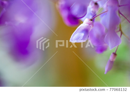  紫藤花 77068132