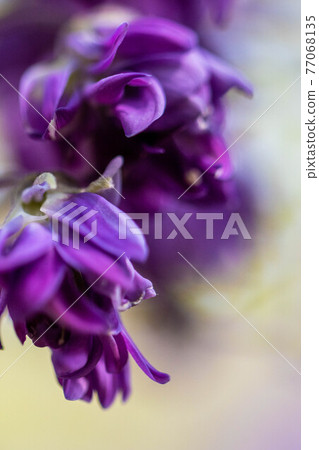 Yae wisteria flower 77068135