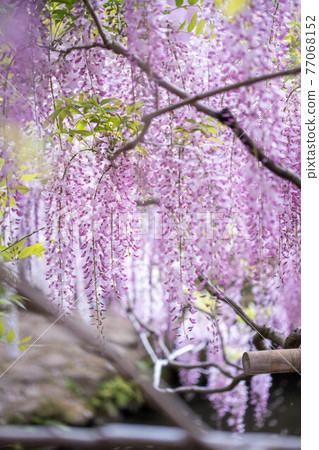 Down wisteria up Down wisteria up 77068152