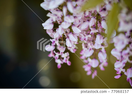  紫藤花 77068157