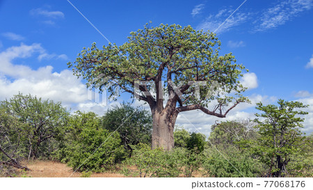 Typical baobab against the blue sky in the African bush. 77068176