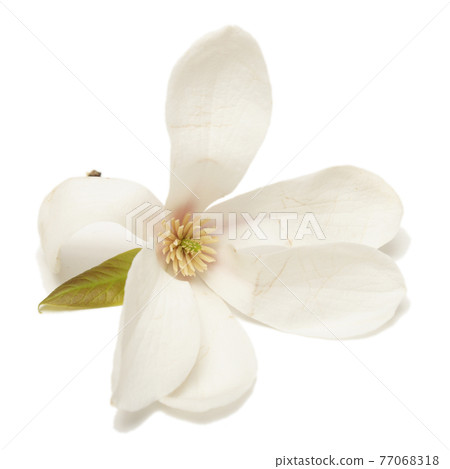 Isolated Magnolia Cucumbertree Flower 77068318