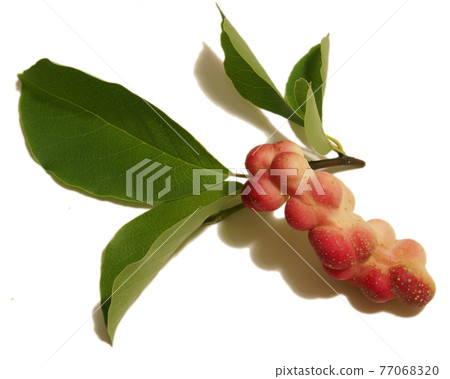 Magnolia Cucumbertree Fruit Pod 77068320