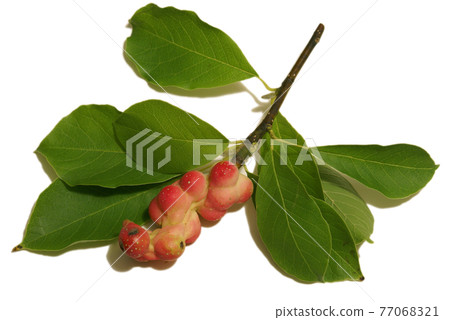 Magnolia Cucumbertree Fruit Pod 77068321