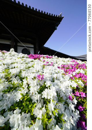 Spring of old temples where azaleas bloom Spring of old temples where azaleas bloom 77068530