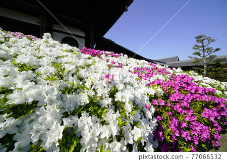 Spring of old temples where azaleas bloom Spring of old temples where azaleas bloom 77068532