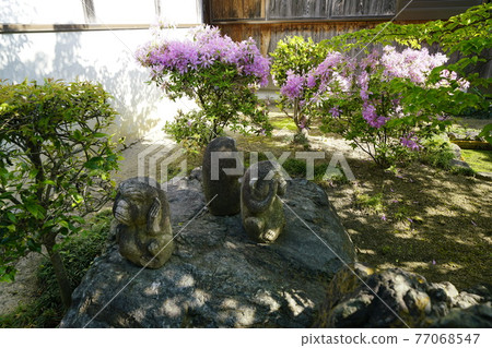 Spring of old temples where azaleas bloom Spring of old temples where azaleas bloom 77068547