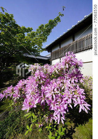 杜鵑花盛開的古廟之春 杜鵑花盛開的古廟之春 77068550